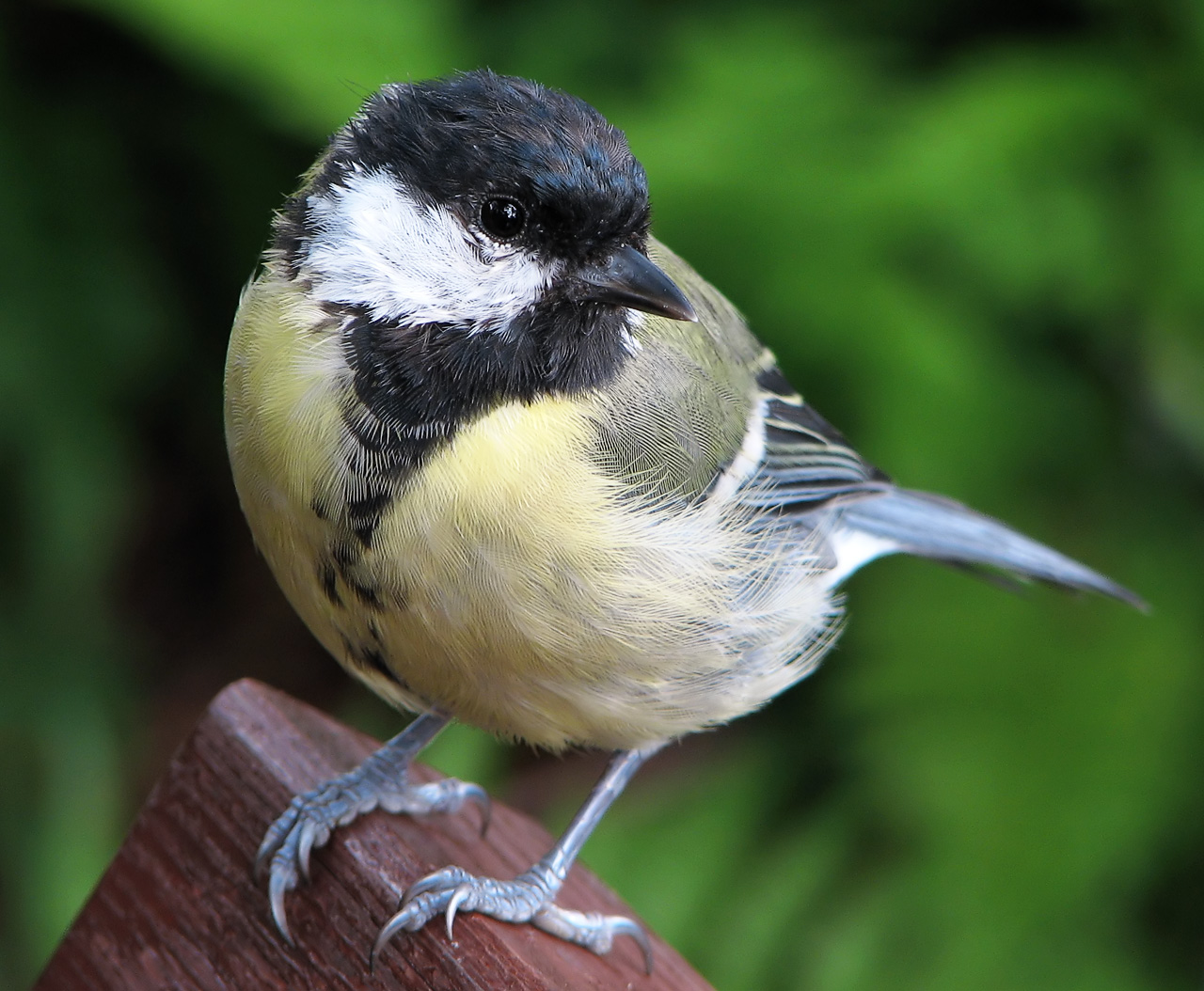 Top 15 Types Of Small Birds In Ireland (With Pictures) 4 Great Tit
