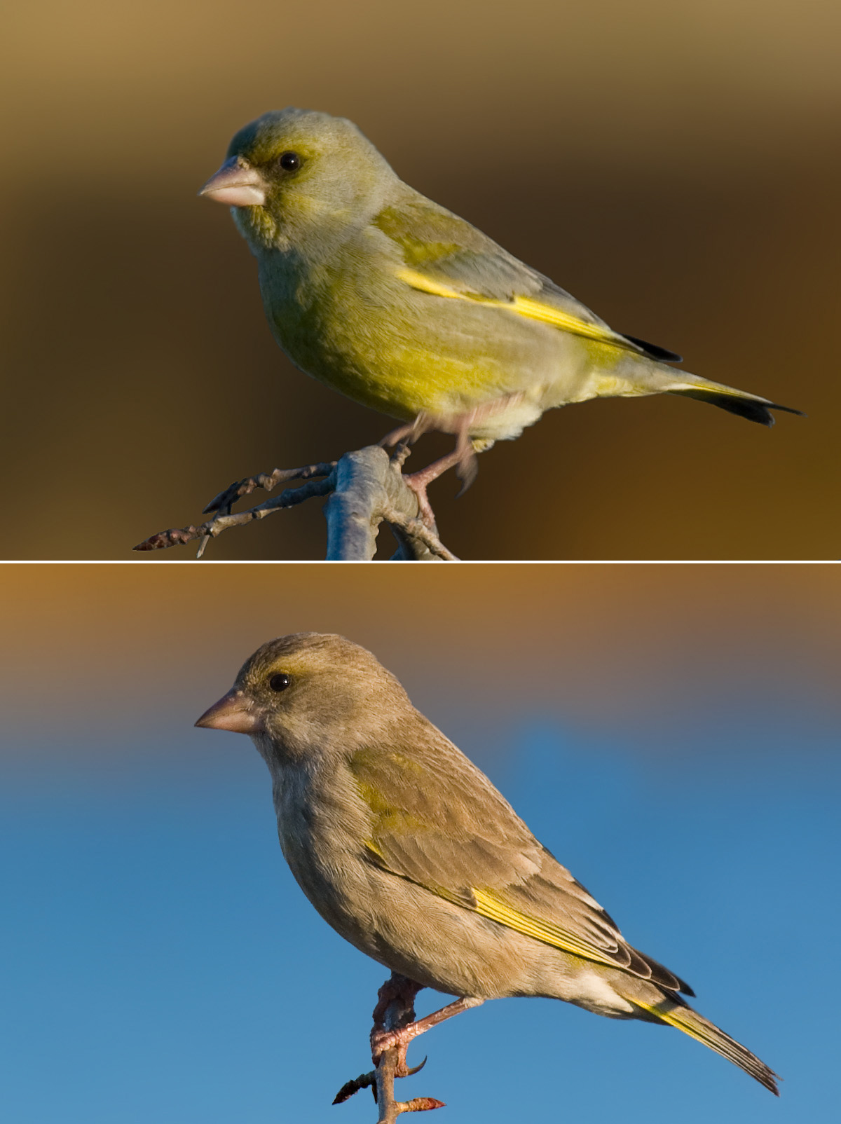 Top 15 Types Of Small Birds In Ireland (With Pictures) 12 Greenfinch