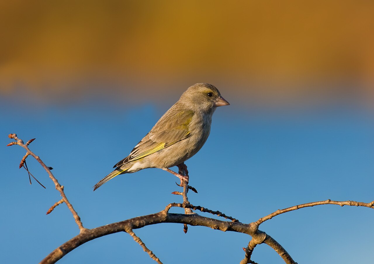 Greenfinch