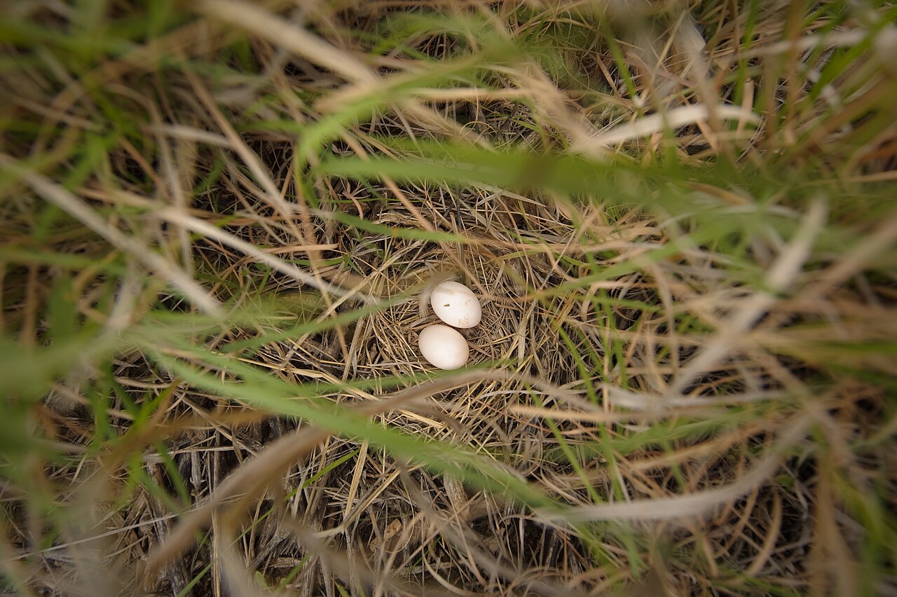 Top 15 Types Of Ground Nesting Birds (With Pictures) 2 Ground Nesting Birds