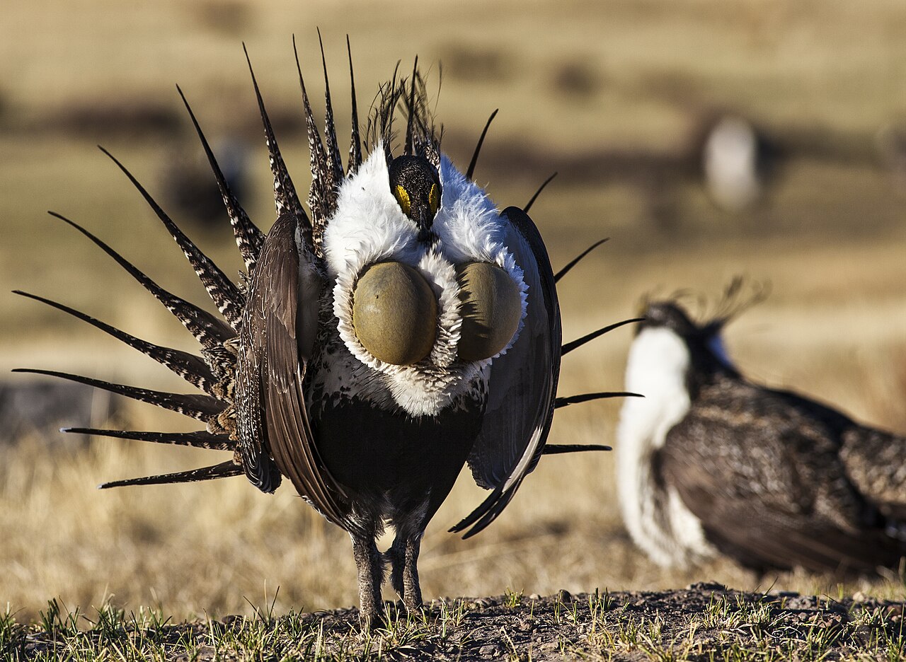 Top 15 Types Of Ground Nesting Birds (With Pictures) 13 Grouse