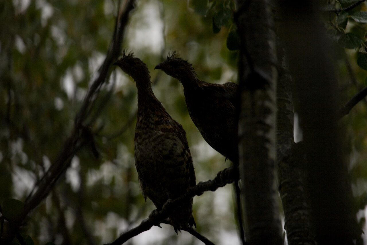 Top 15 Types Of Edible Birds (With Pictures) 8 Grouse