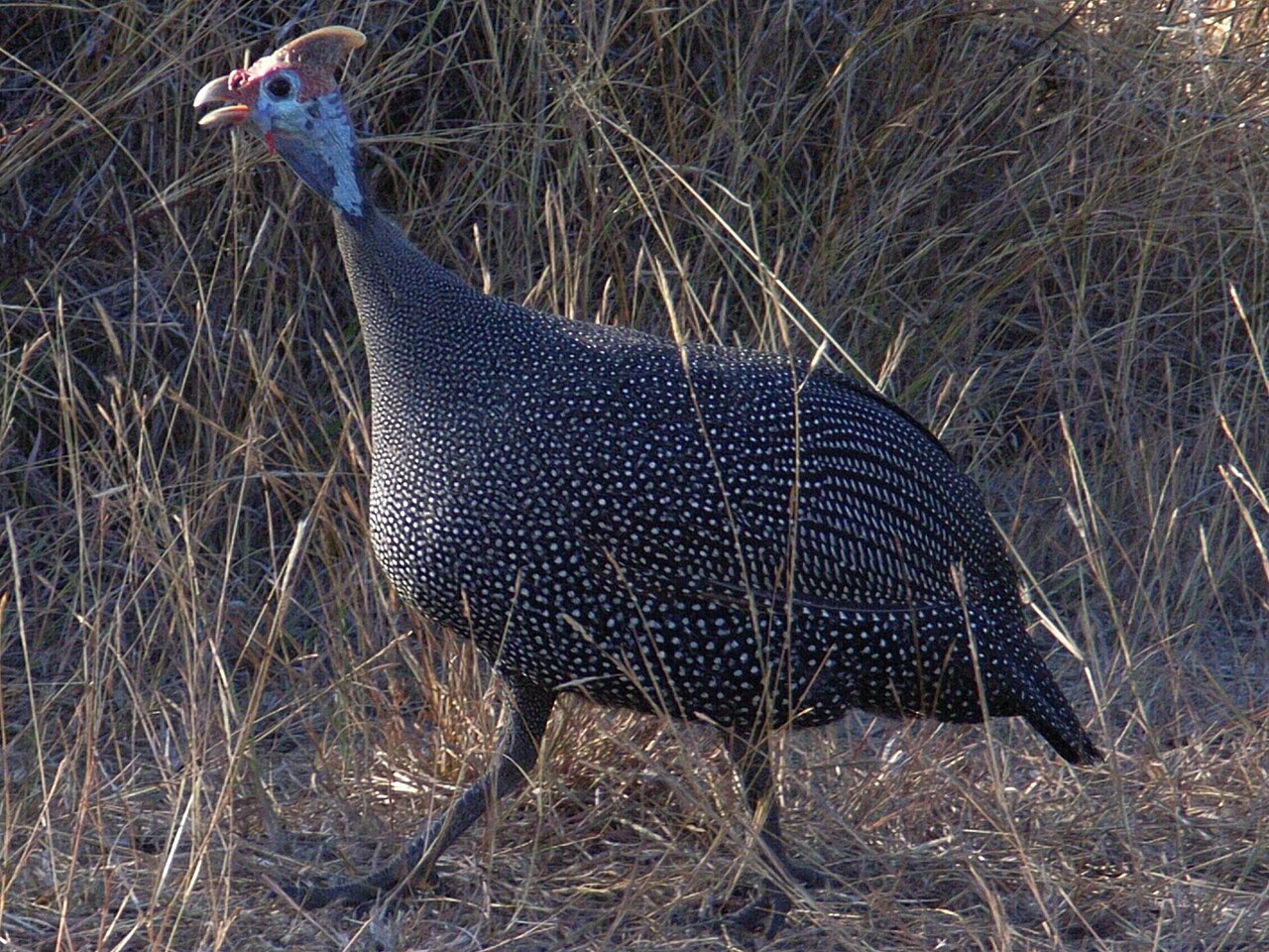 Guinea Fowl
