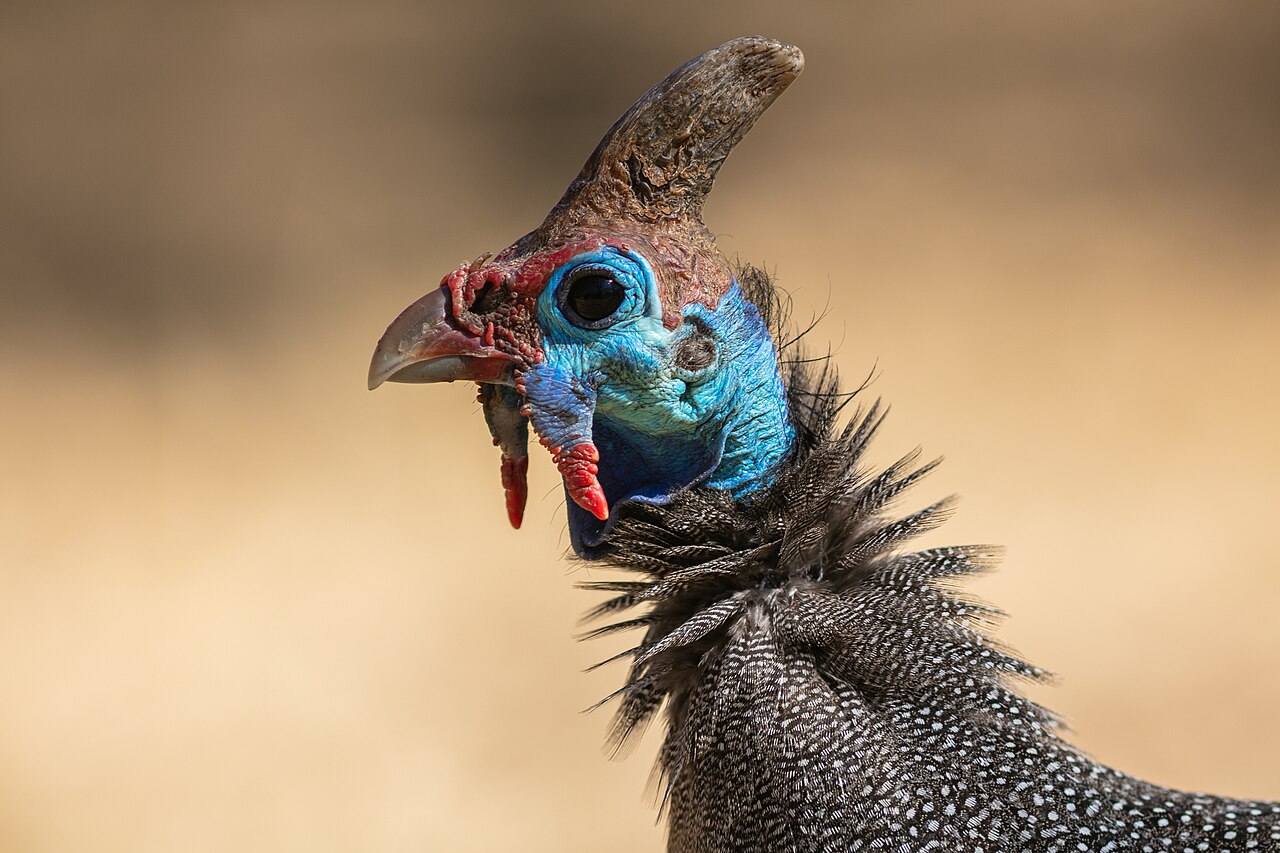 Top 15 Types Of Edible Birds (With Pictures) 10 Guinea Fowl