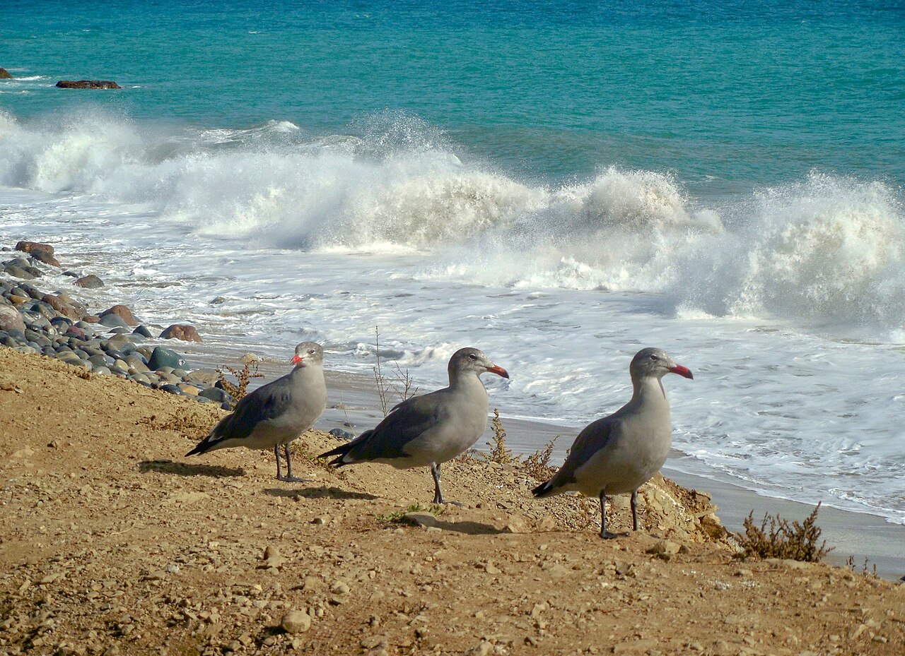 Top 15 Types Of Birds That Flock Together (With Pictures) 14 Gulls