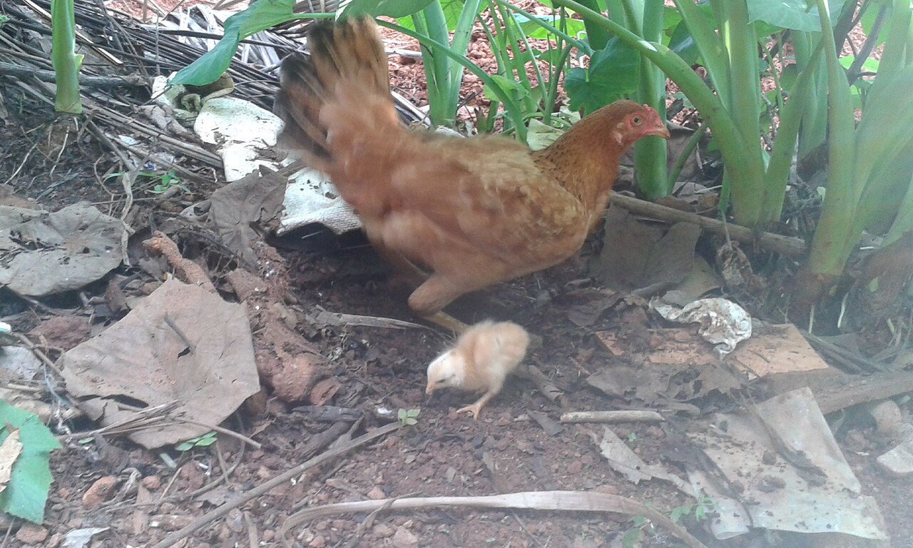 Hen with chick (Gallus gallus domesticus)