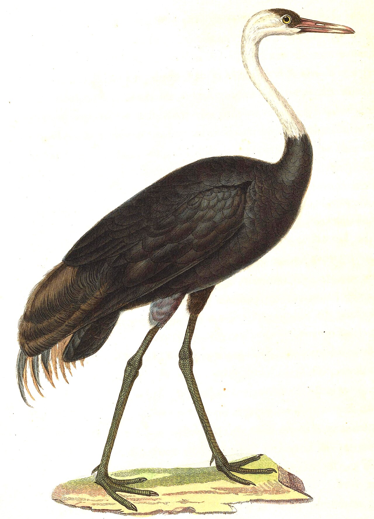 Hooded crane (Grus monacha)