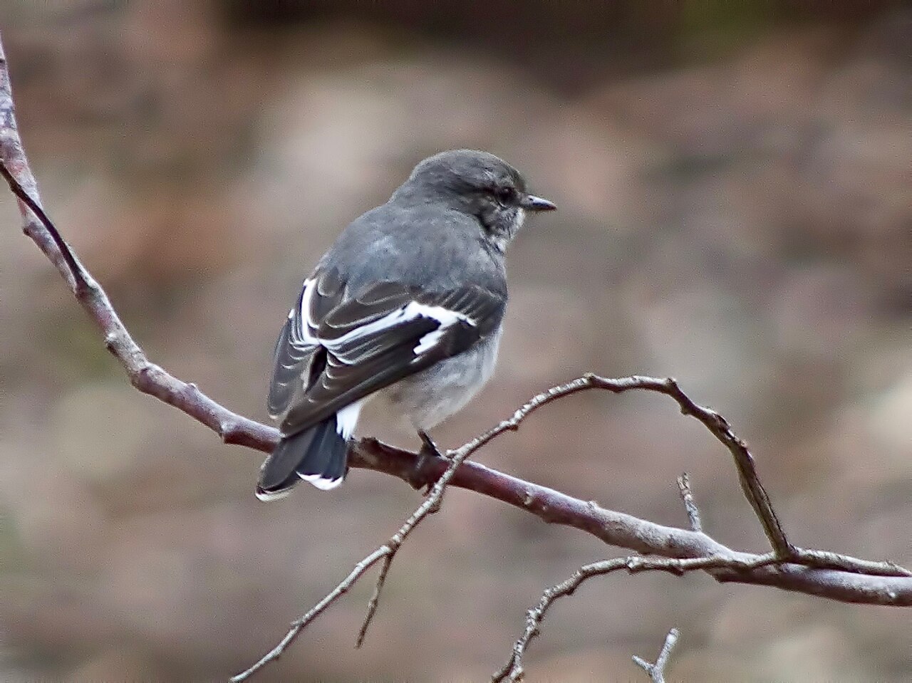 Hooded Robin