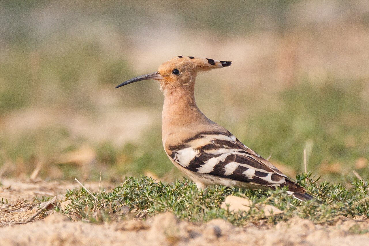 Hoopoe