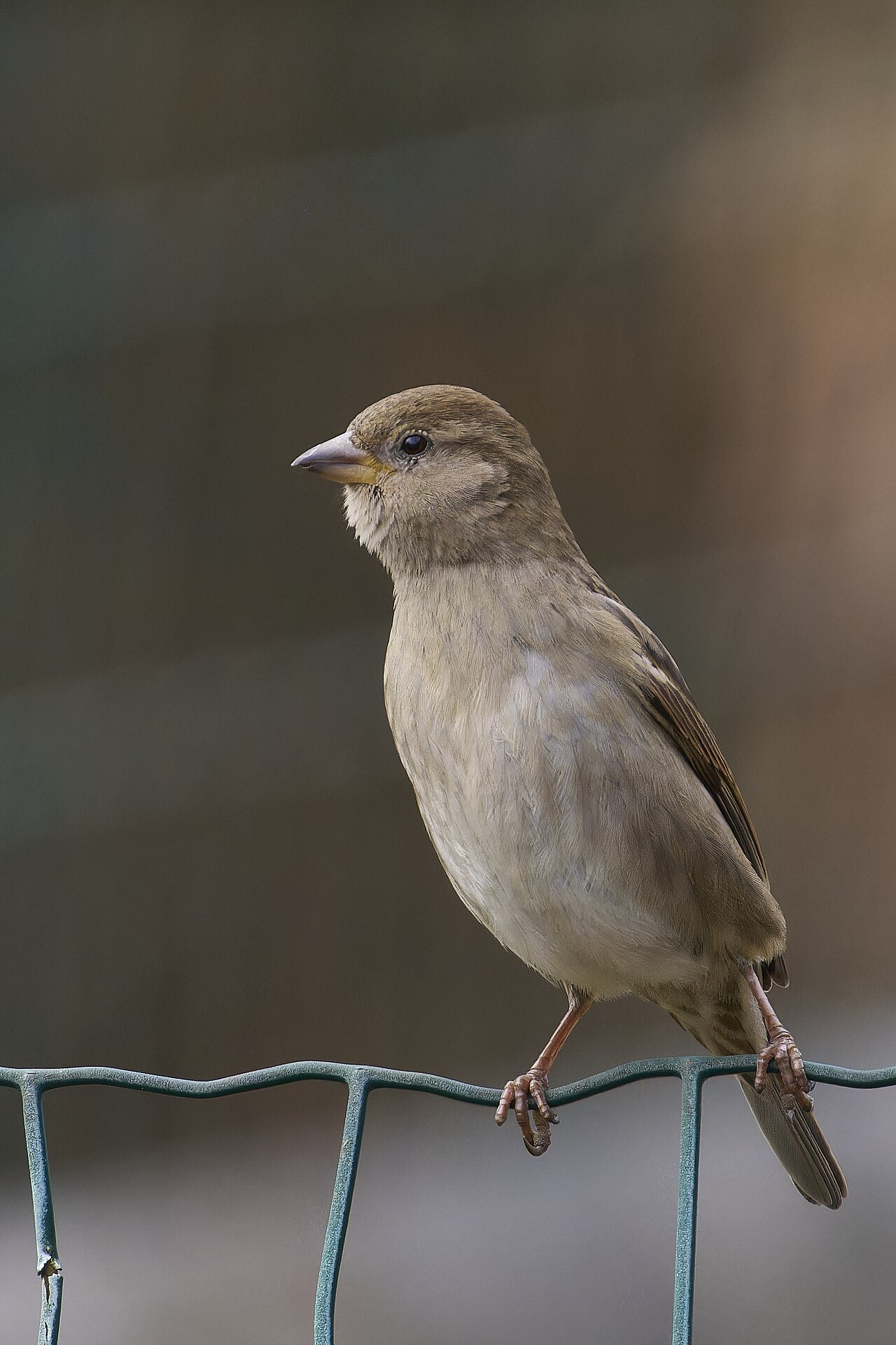 Top 15 Types Of Small Birds In Ireland (With Pictures) 11 House Sparrow