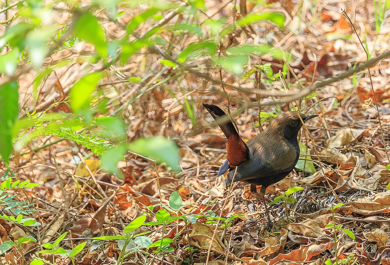 Indian Robin