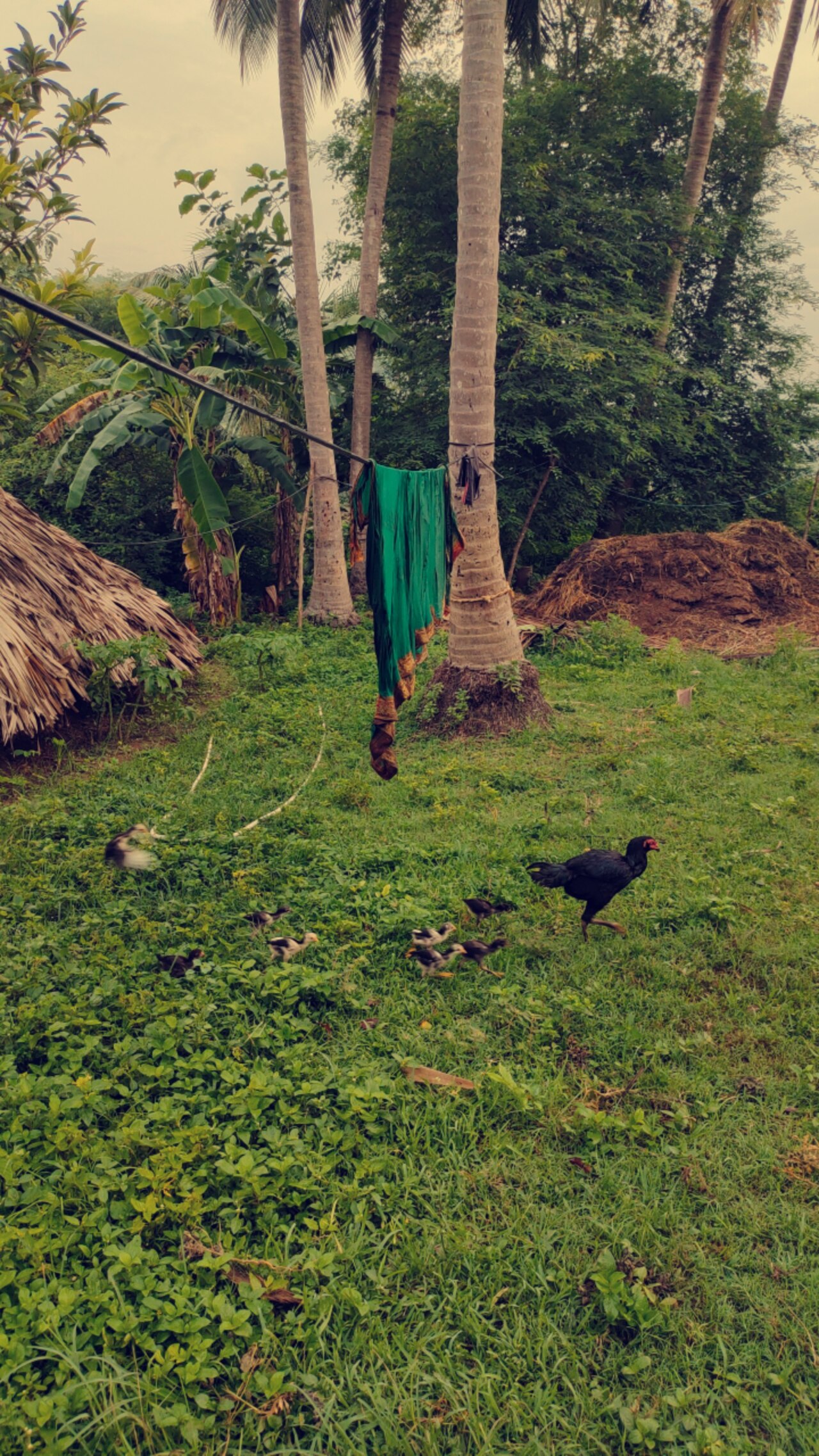 Indigenous chicken (Gallus gallus domesticus)
