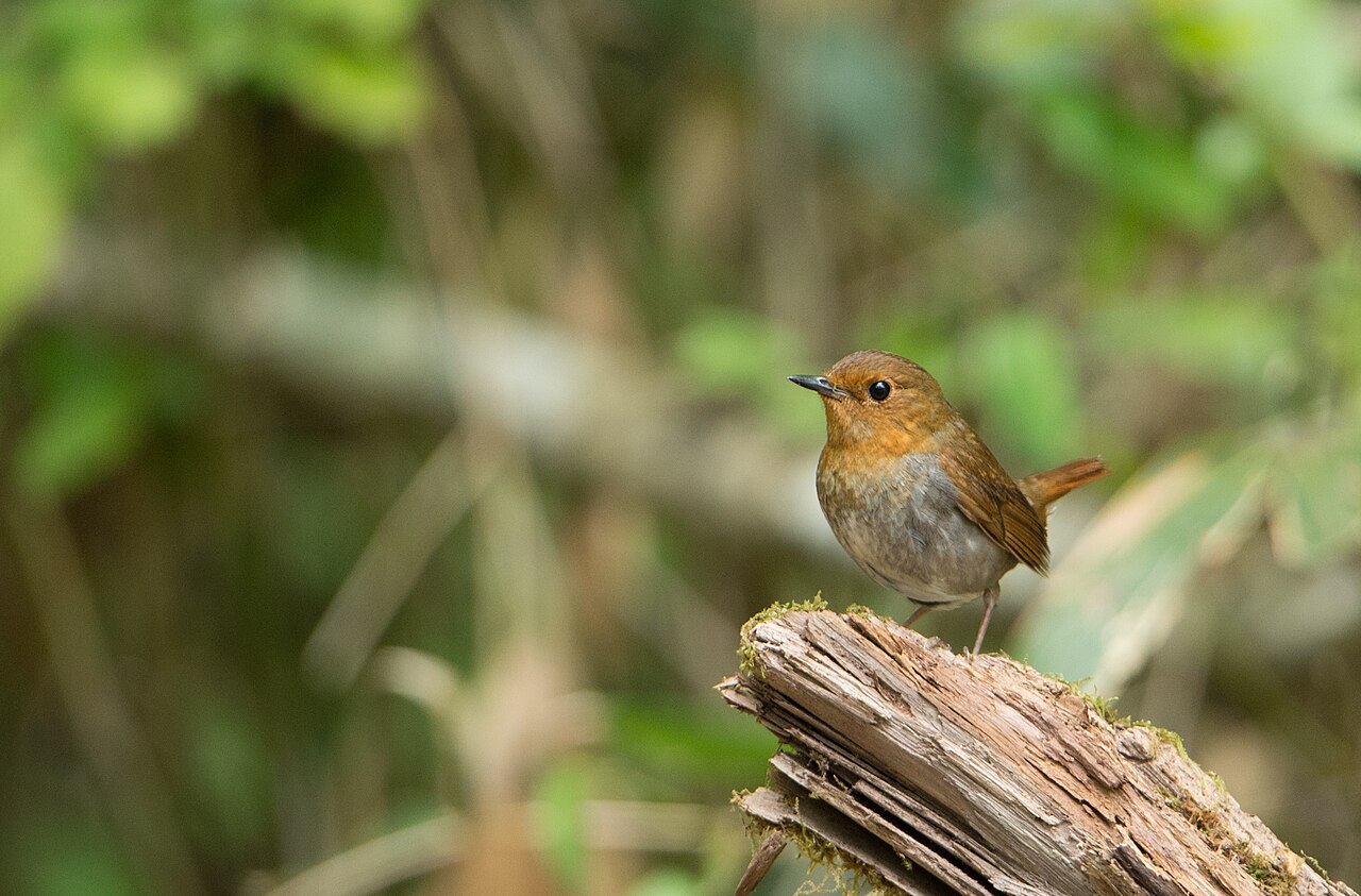 Japanese Robin
