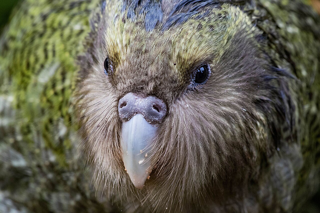 Kakapo