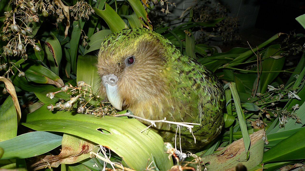 Top 15 Types Of Flightless Birds (With Pictures) 6 Kakapo