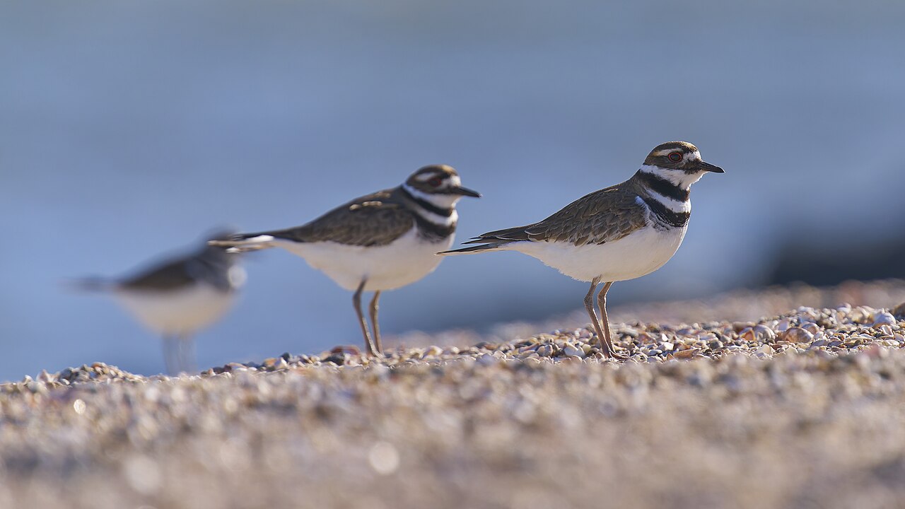 Top 15 Types Of Ground Nesting Birds (With Pictures) 3 Killdeer