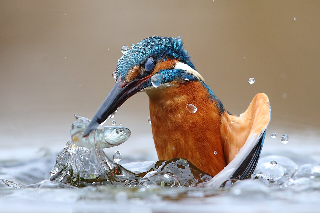 Kingfisher's Quirky Quest
