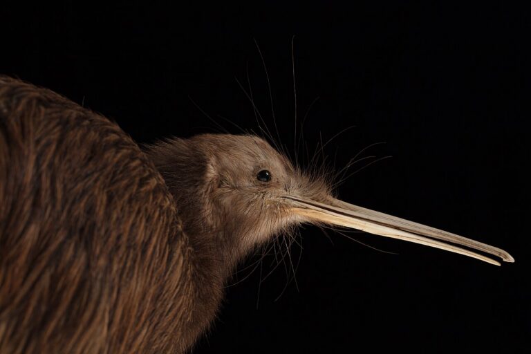 Kiwi