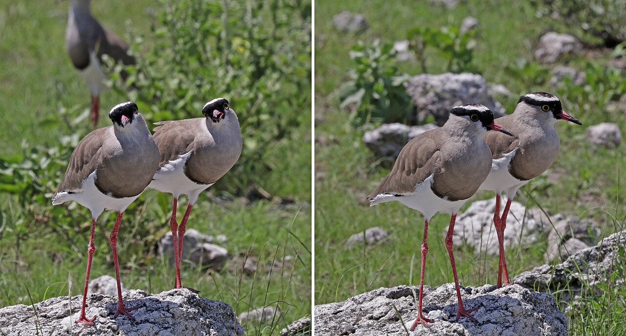 Top 15 Types Of Ground Nesting Birds (With Pictures) 11 Lapwings