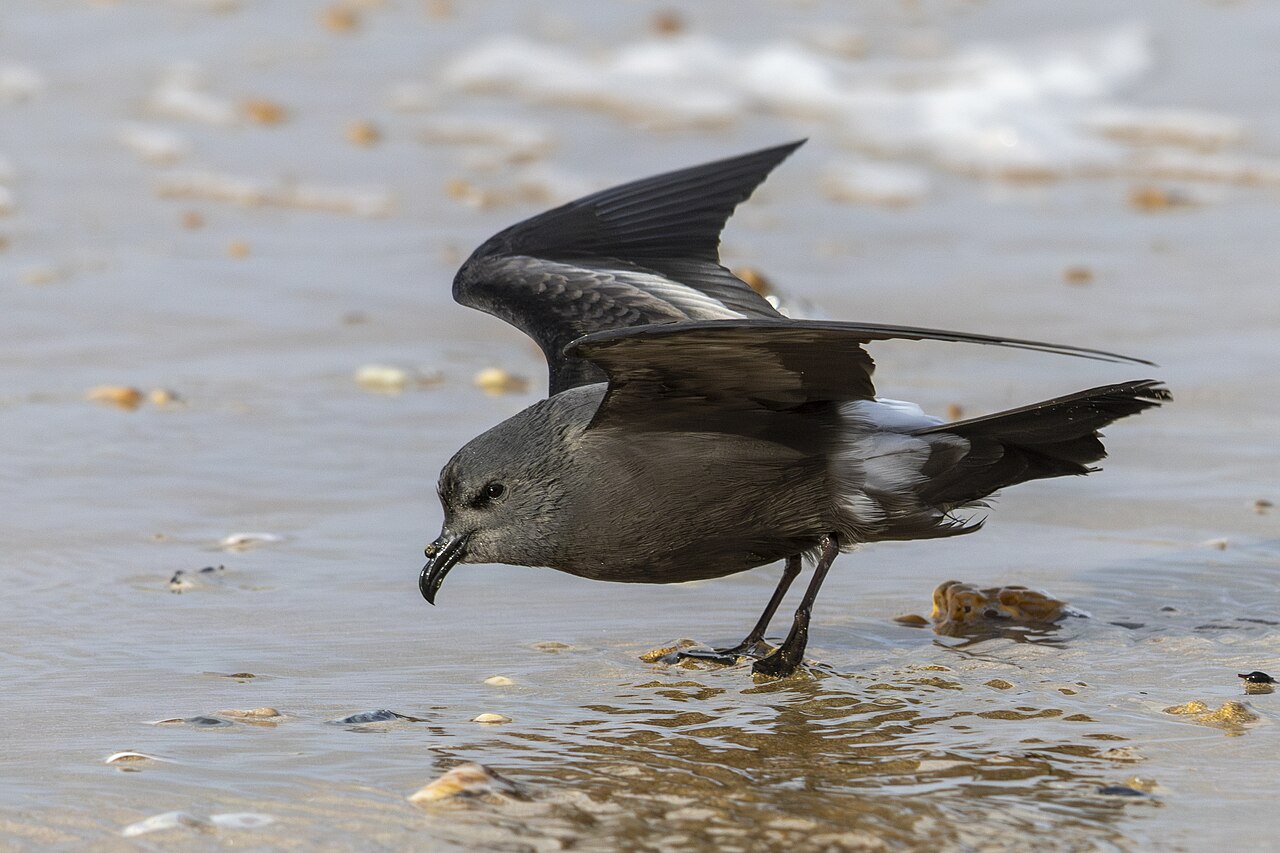 Leach's Storm-Petrels