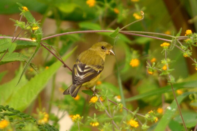Lesser Goldfinch
