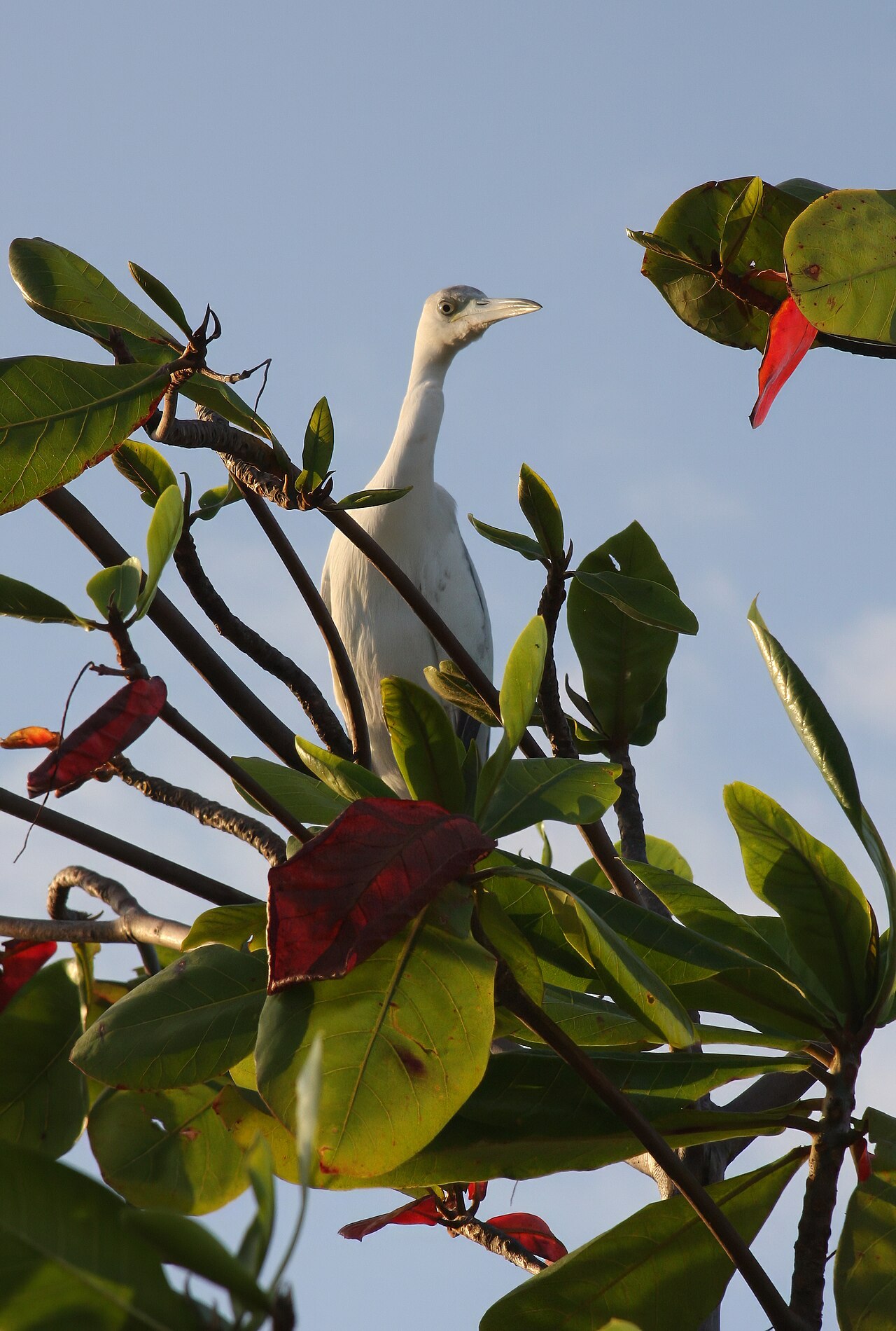 Little Blue Heron