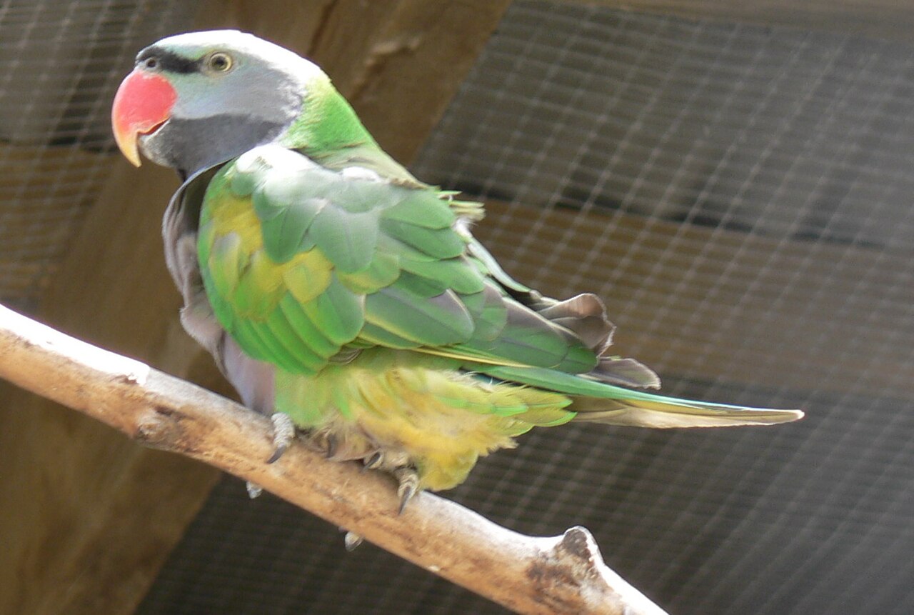 Top 15 Types Of Parakeet Birds (With Pictures) 10 Lord Derby's Parakeet