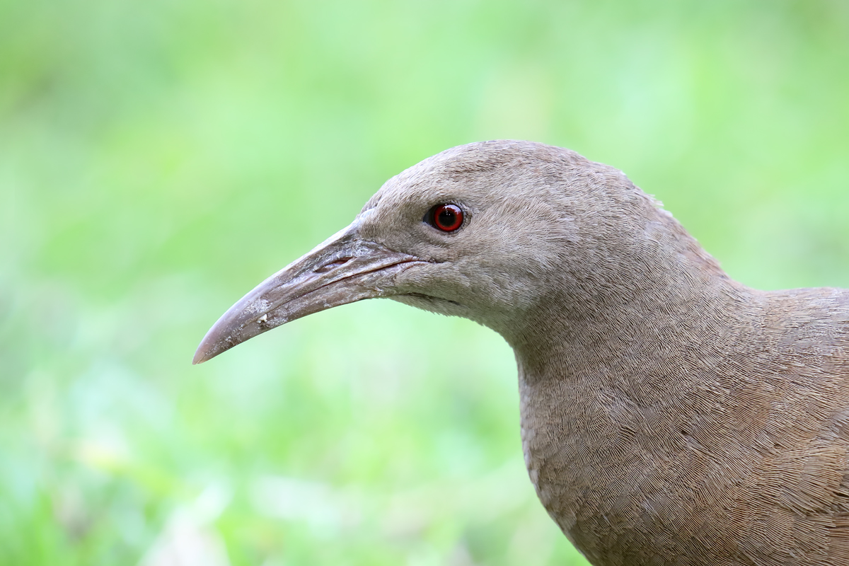 Top 15 Types Of Flightless Birds (With Pictures) 9 Lord Howe Woodhen