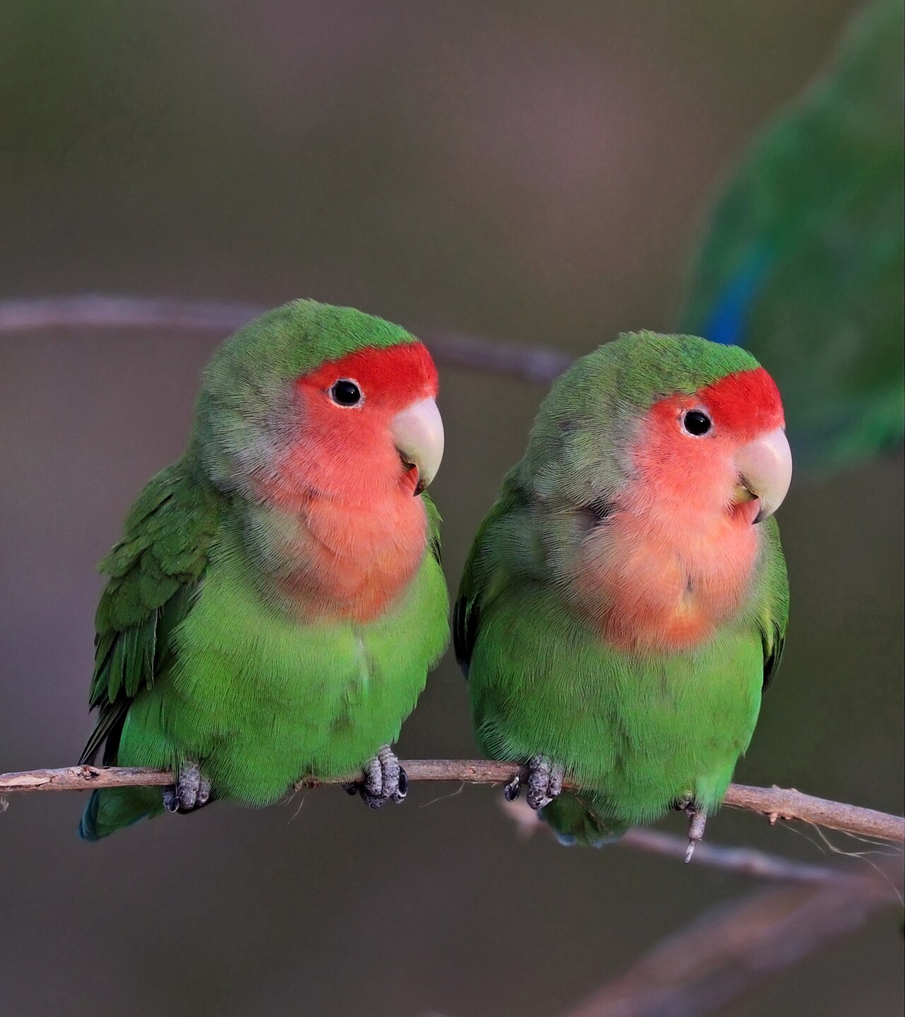 Lovebirds