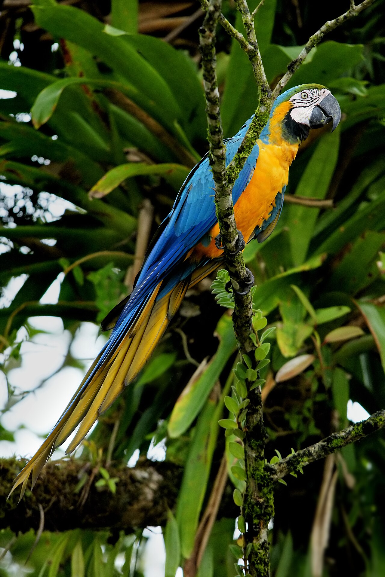 Macaw