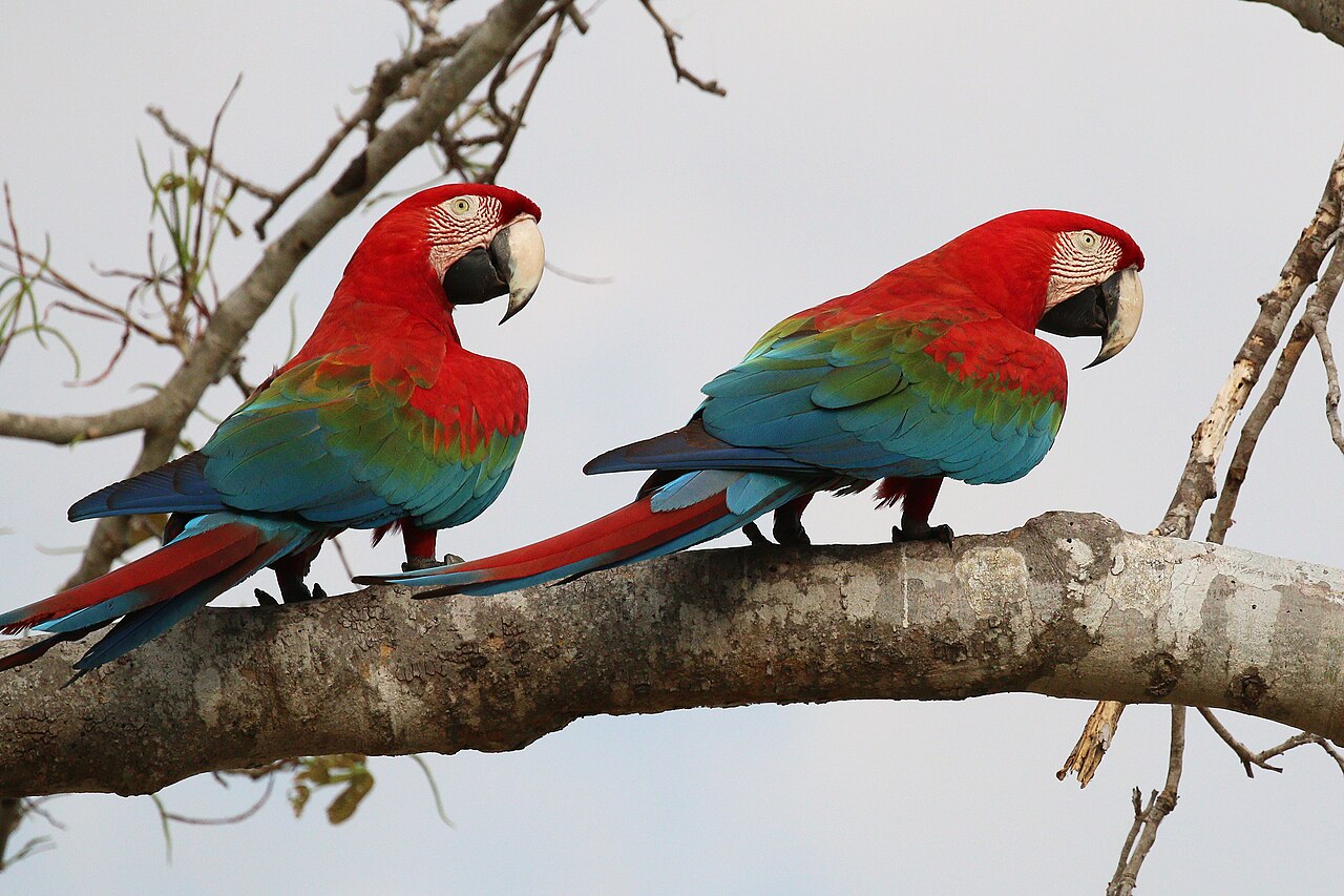 Macaws
