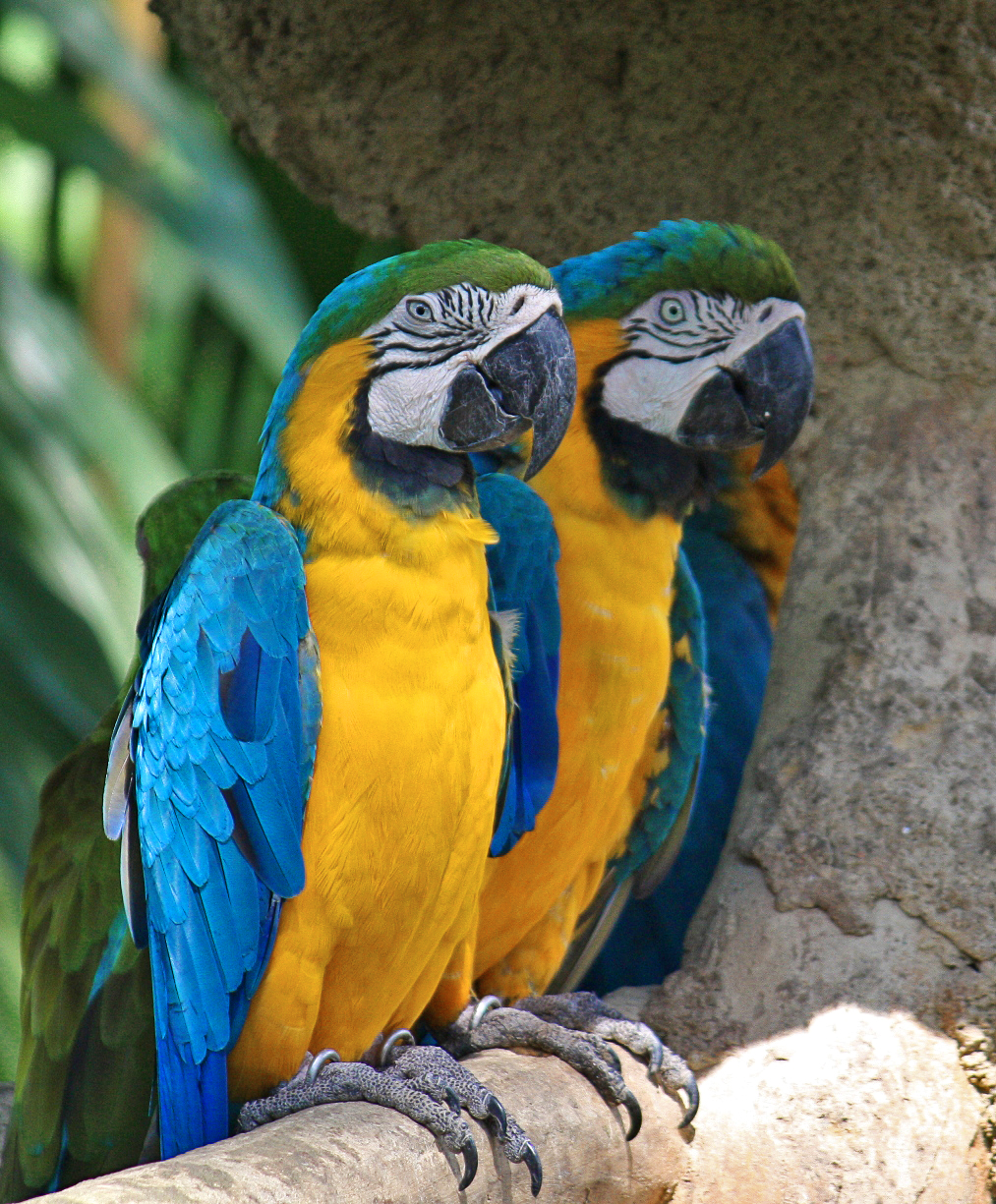Macaws