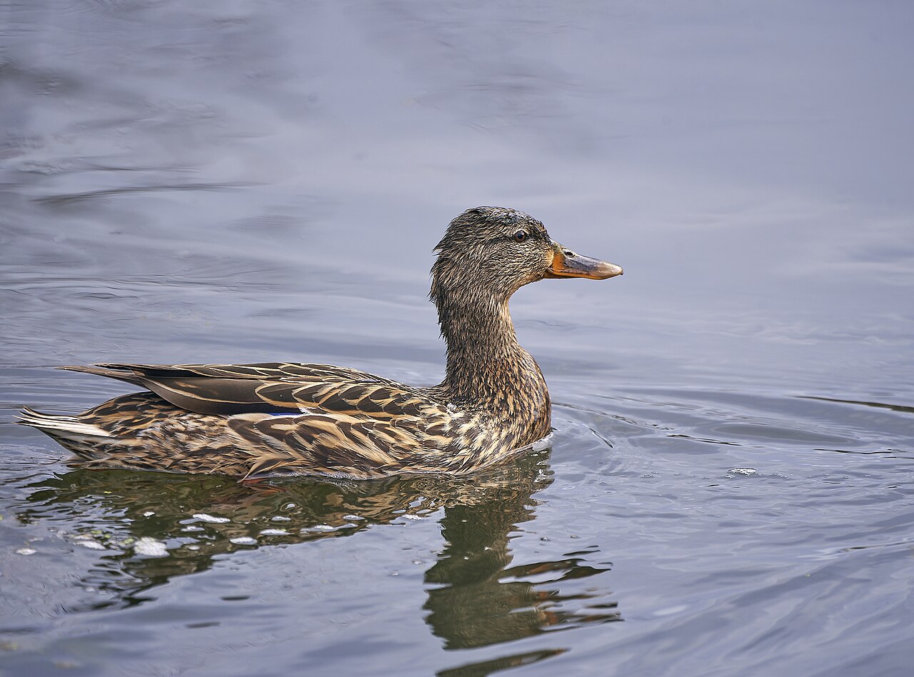 Top 15 Types Of Edible Birds (With Pictures) 14 Mallard
