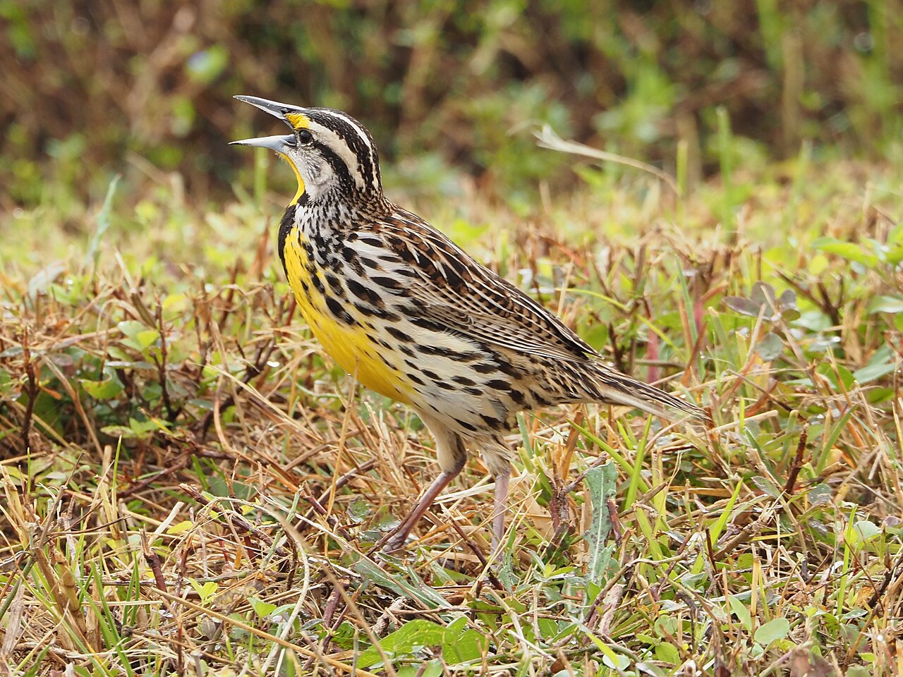 Top 15 Types Of Ground Nesting Birds (With Pictures) 9 Meadowlarks