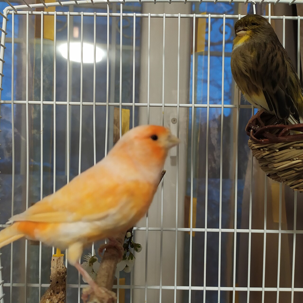 Melodious Domestic Canary
