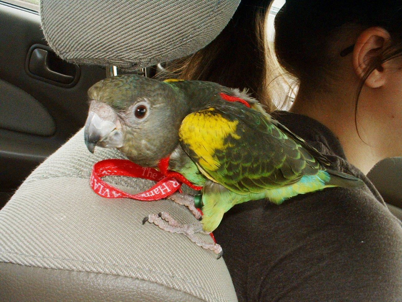 Meyers Parrots