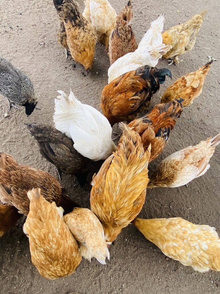Nigerian Local Chickens