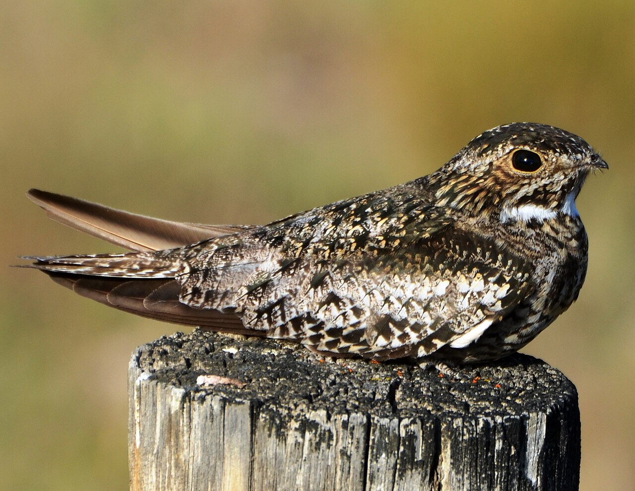 Top 15 Types Of Ground Nesting Birds (With Pictures) 16 Nighthawks