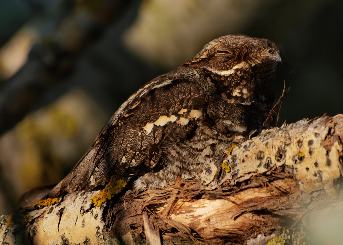 Top 15 Types Of Ground Nesting Birds (With Pictures) 5 Nightjars