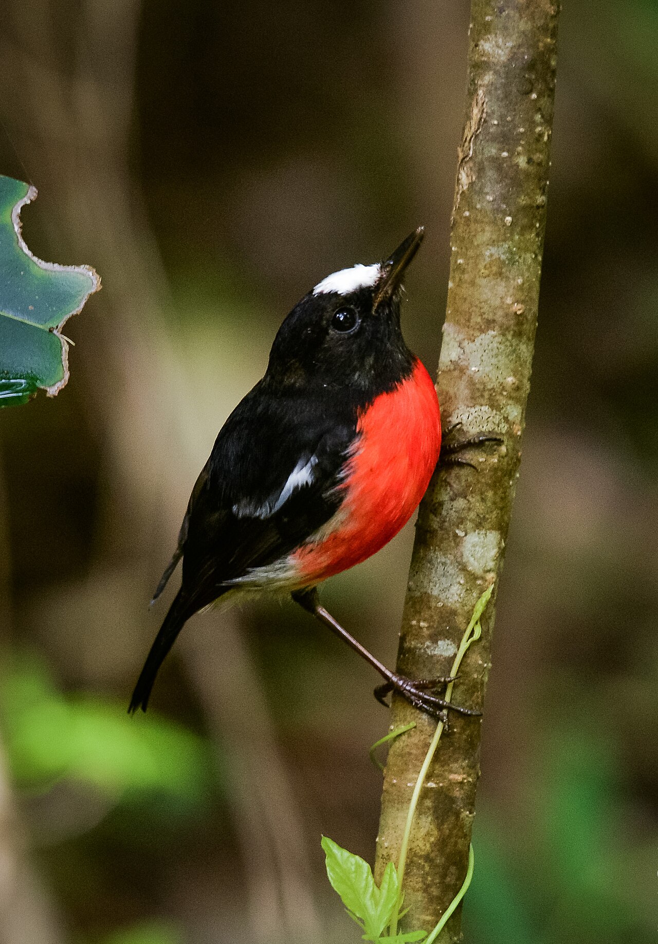 Norfolk Robin