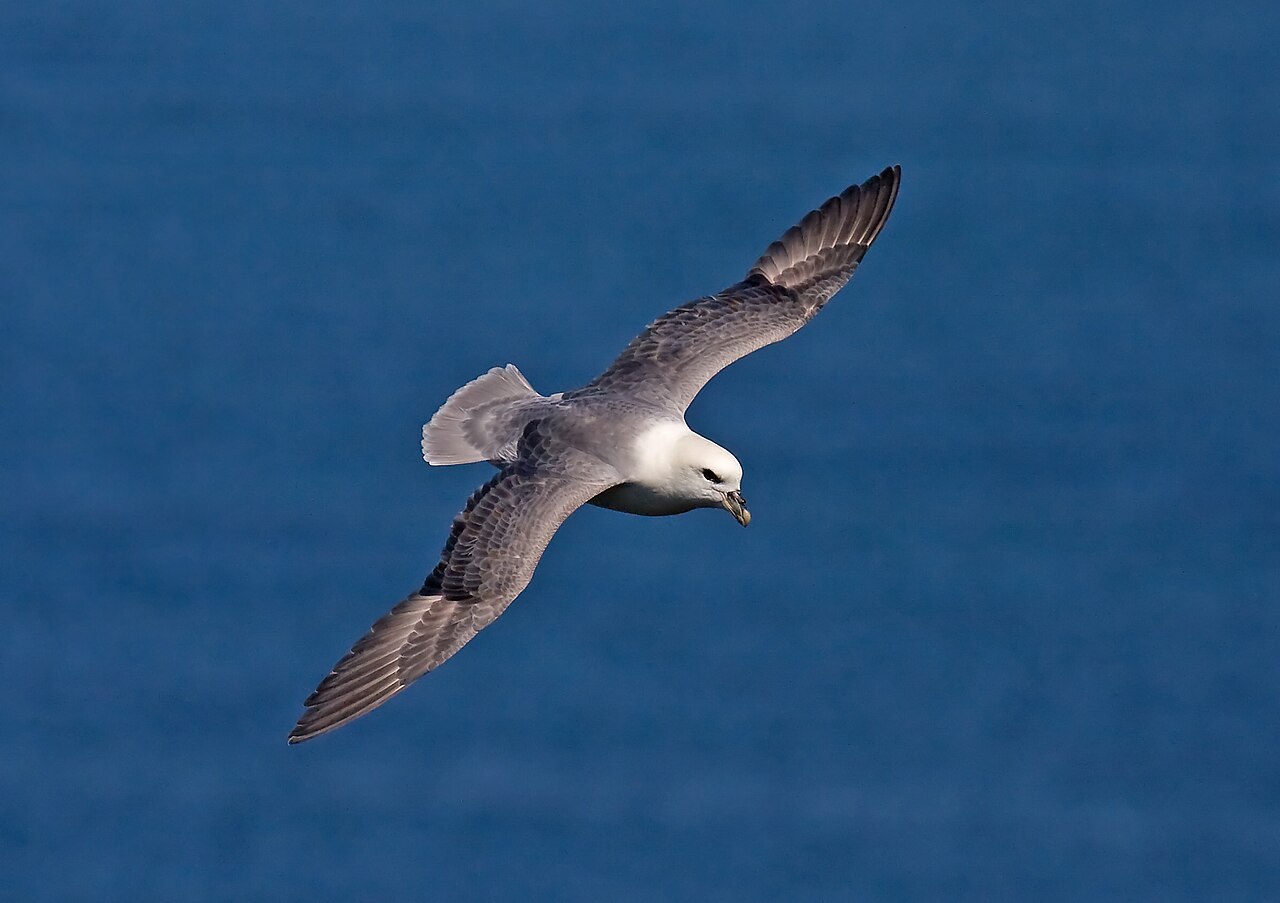 Top 15 Types Of Sea Birds In Delaware (With Pictures) 2 Northern Fulmar
