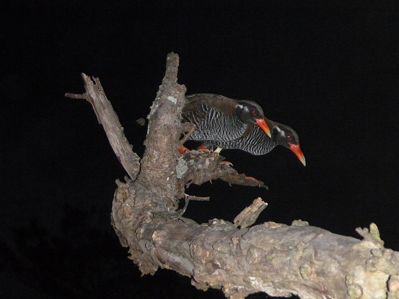 Top 15 Types Of Flightless Birds (With Pictures) 8 Okinawa Rail