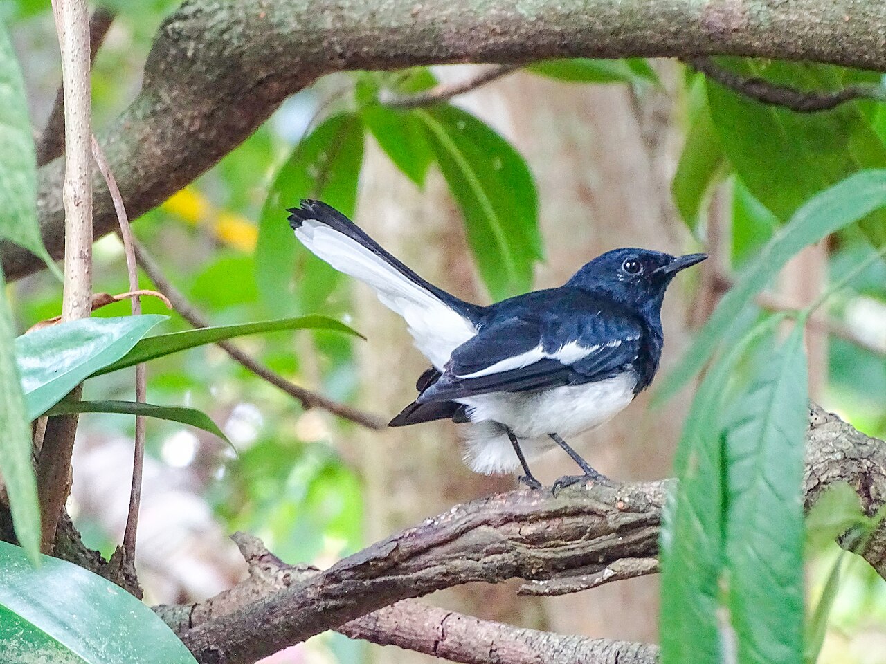 Oriental Magpie-Robin