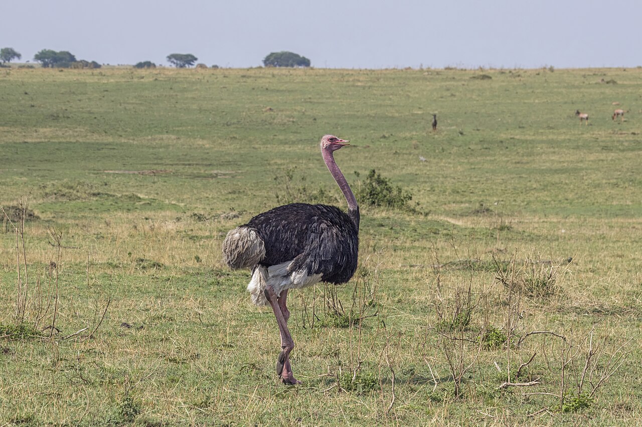 Top 15 Types Of Edible Birds (With Pictures) 12 Ostrich