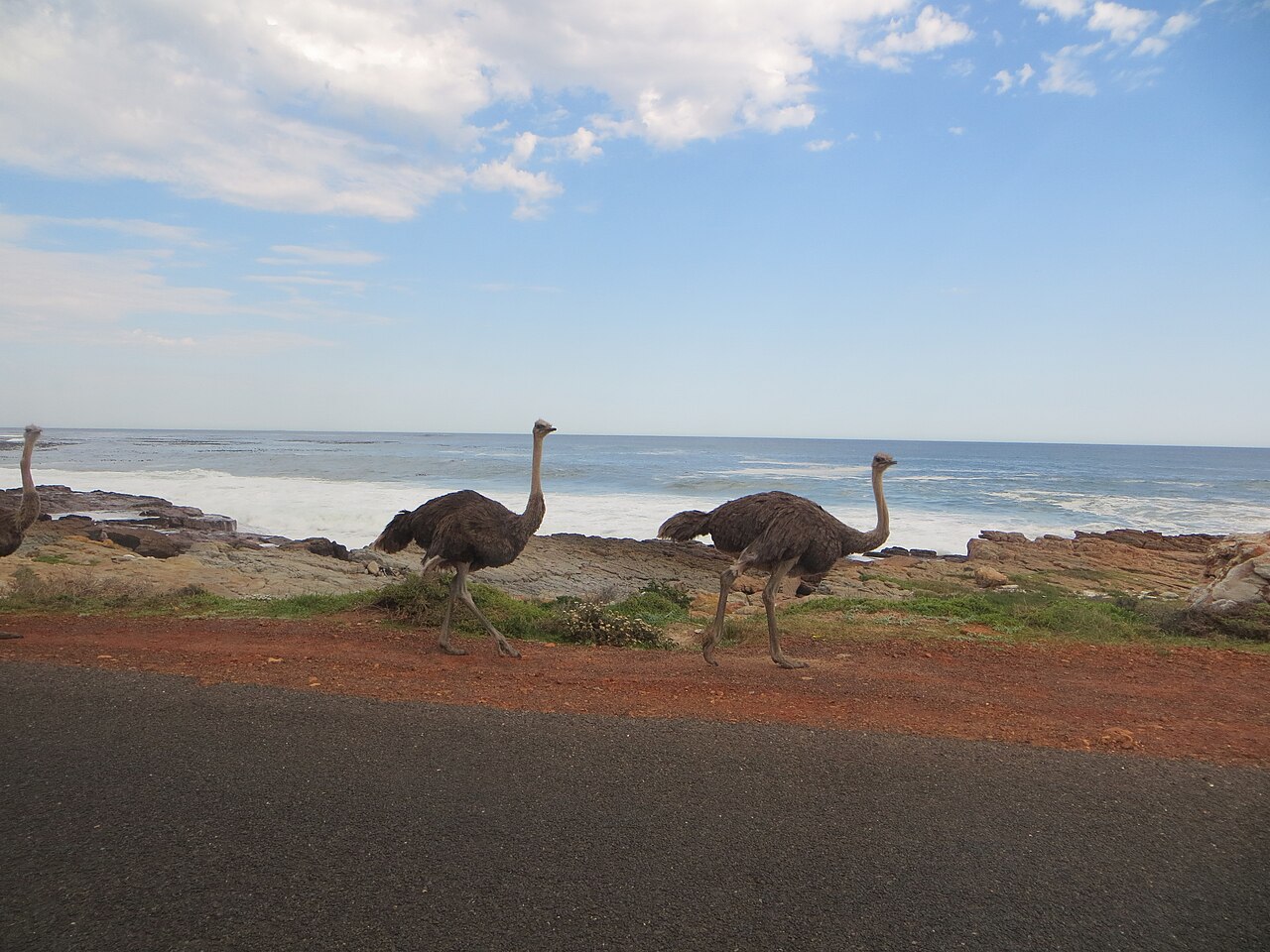 Ostriches
