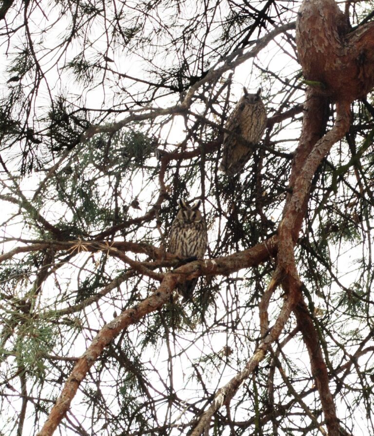 Owls