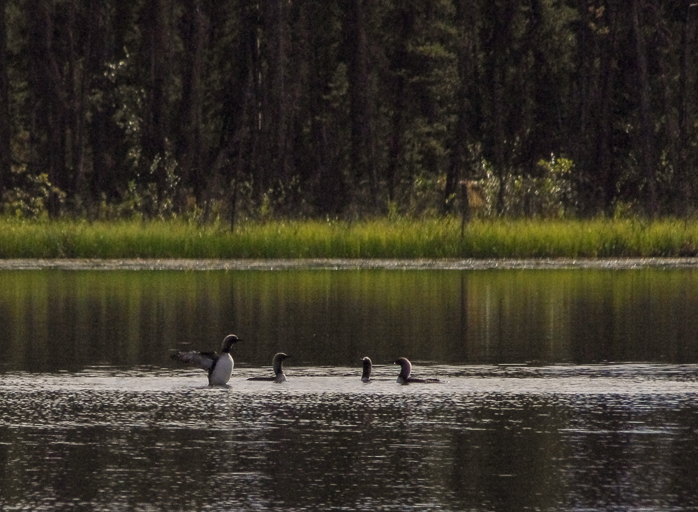 Top 15 Types Of Sea Birds In Delaware (With Pictures) 1 Pacific Loons