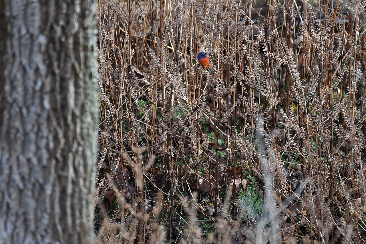 Painted Bunting