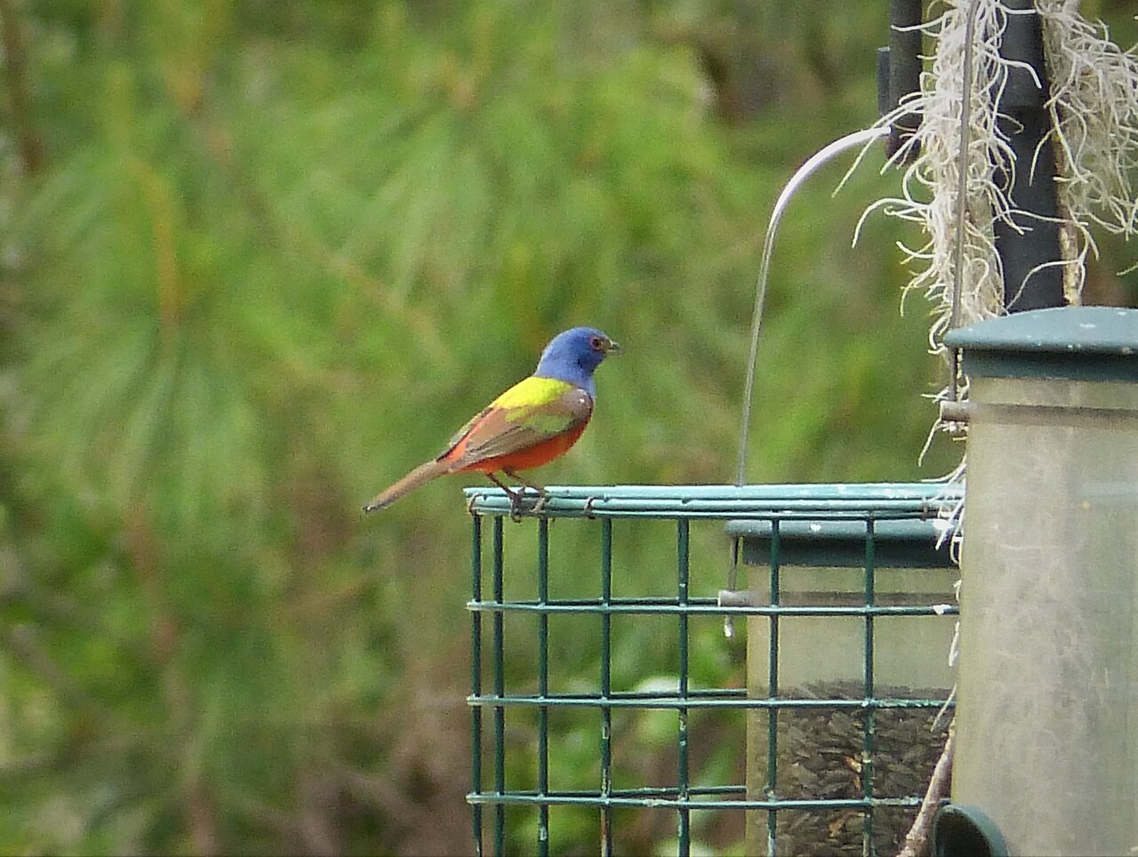 Painted Bunting