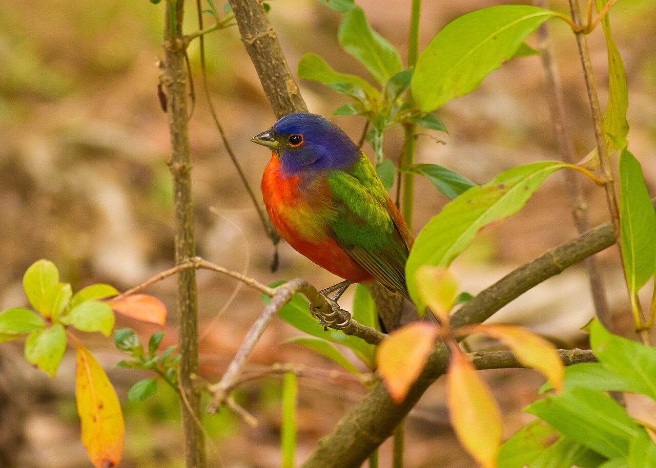Painted Bunting